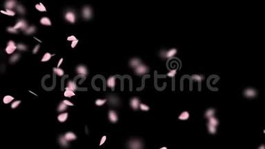 粉红色浪漫飘落的樱花花瓣。 用阿尔法通道加载4K运动春花图形。